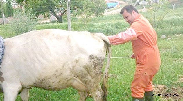 67 bin büyük baş hayvan var