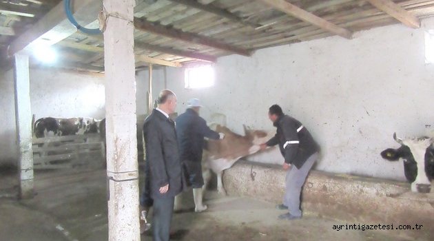 Şapla Mücadele devam ediyor 