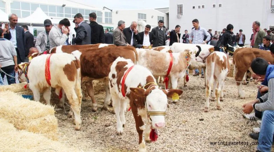 Devletten besicilere destek  