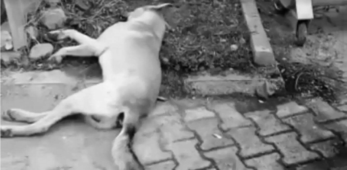DELİCE'DE MASUM KÖPEĞE VAHŞET