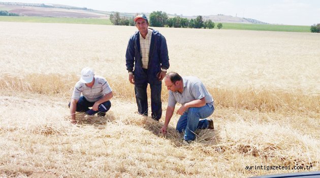 Keskin’de çiftçilerin yüzü gülüyor