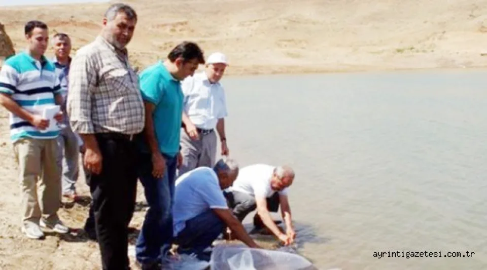 Cinali göletine 30 bin sazan bırakıldı