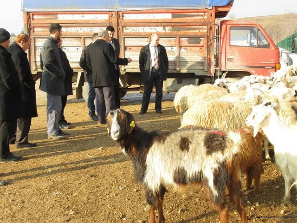 Hayvan pazarı yeniden açıldı