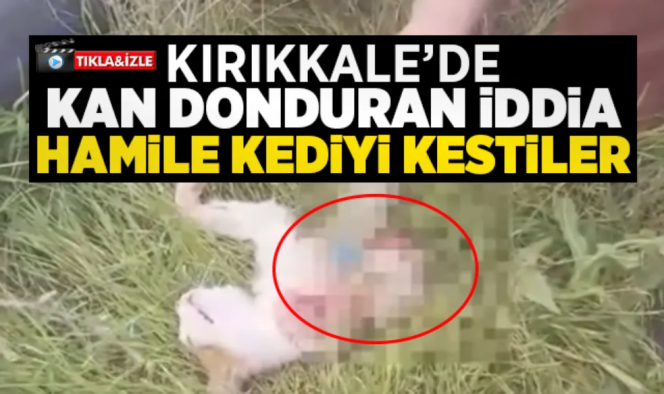 Kırıkkale'de kan donduran iddia hamile kediyi kestiler!