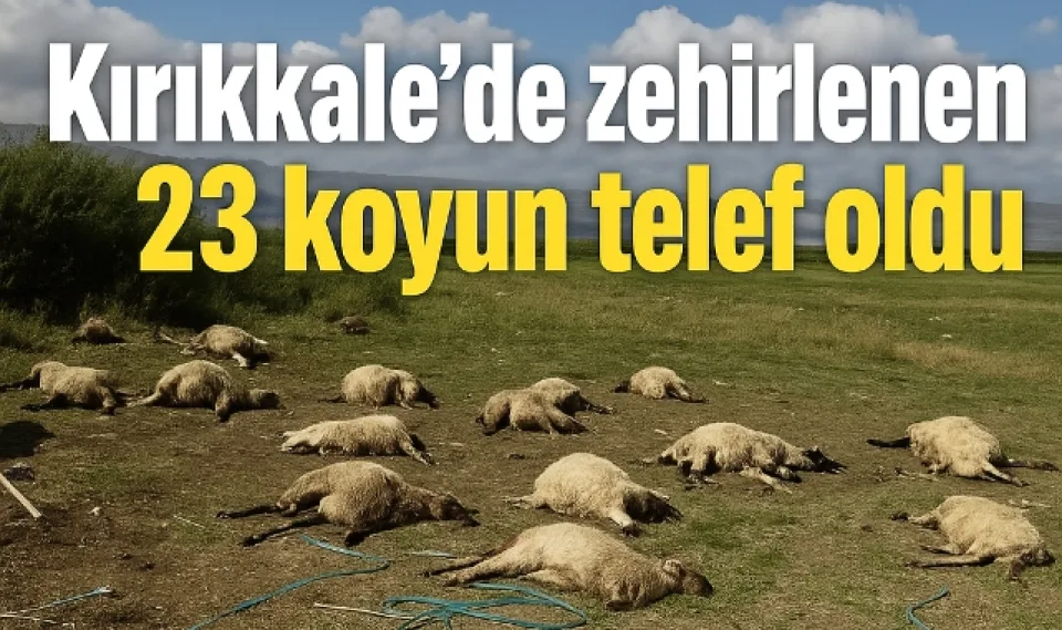 Kırıkkale'de zehirlenen 23 koyun telef oldu